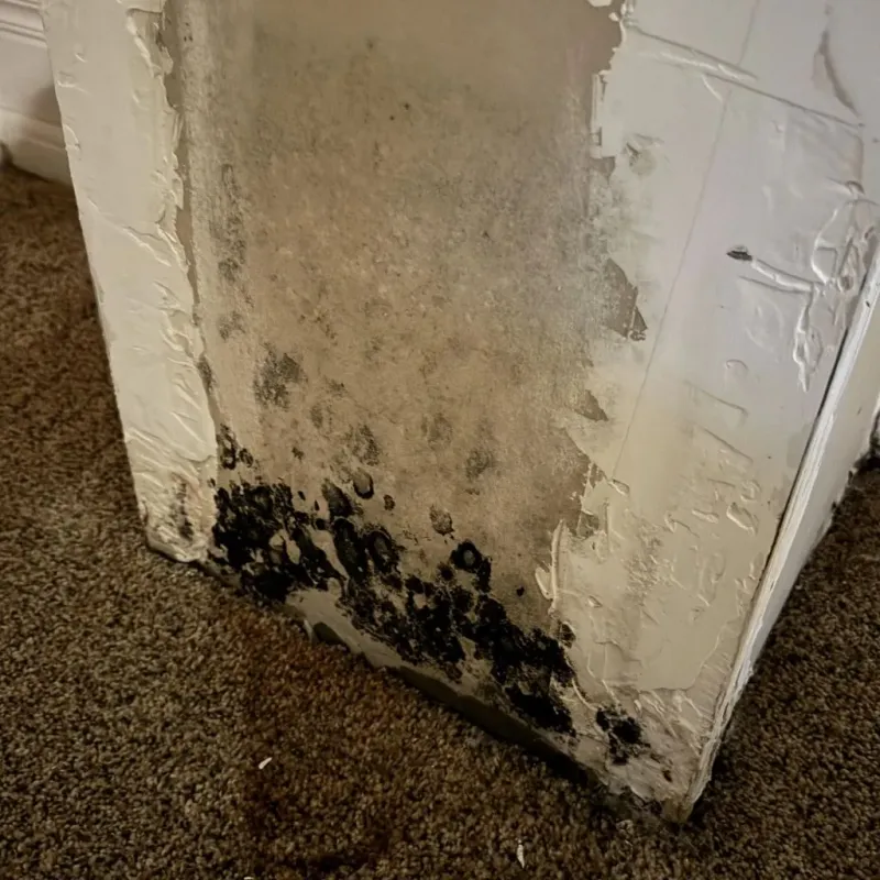 Professional Mold Removal in Terra Alta, WV